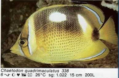 Chaetodon quadrimaculatus
